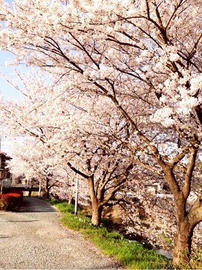 桜（かなさんのブログより）