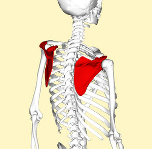 肩甲骨