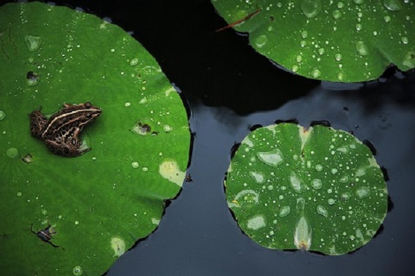 写真：芭蕉の俳句