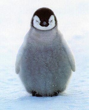 ペンギン