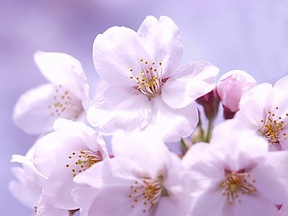 桜