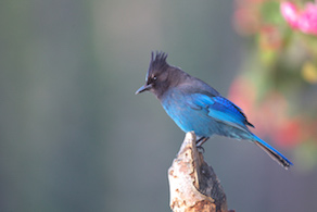 鳥の目