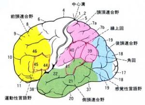 前頭前野４６野