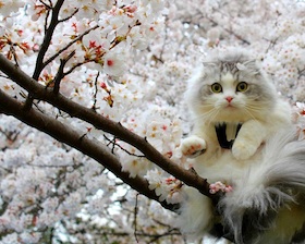 春のうるおい特集「桜」でうるおい美肌