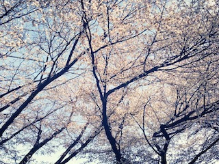 桜