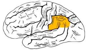 脳: 下頭頂小葉