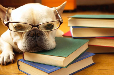 dog-study-quilie.jpg