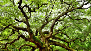 cc_iStock-478639870_16x9.jpg