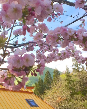 sakura4-1.jpg