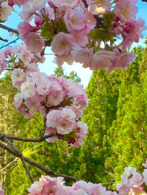 sakura3-1.jpg