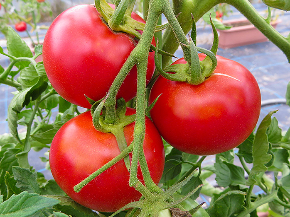 howto_yasai_tomato_img_01.jpg