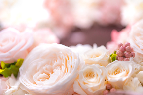 flower420149_TP_V4.jpg