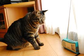 ラジオを聴く猫