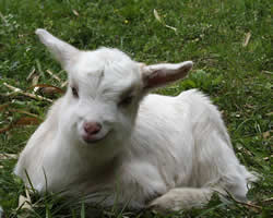子ヤギ