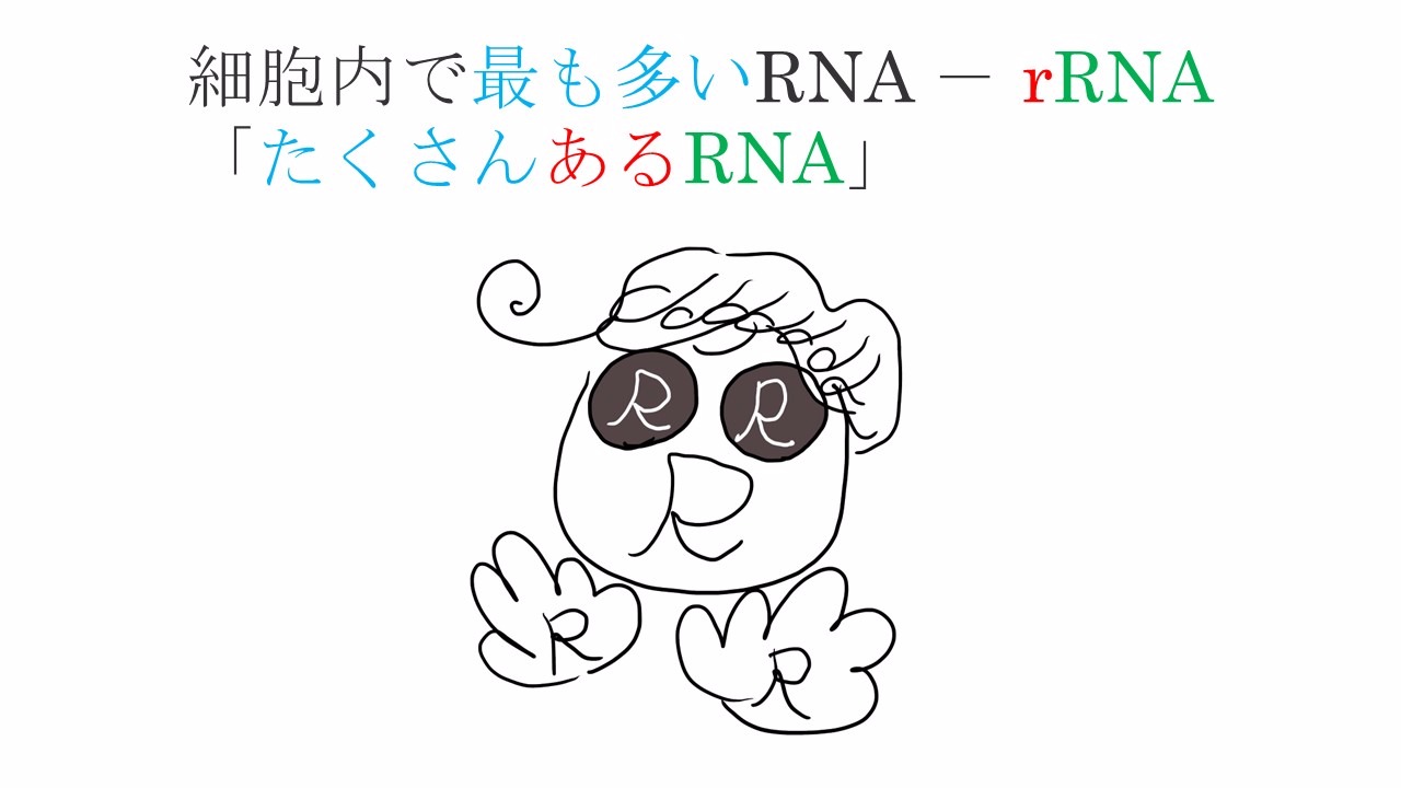 rRNA.JPG