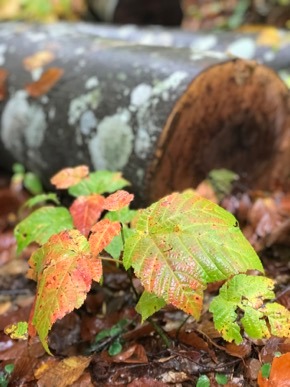 IMG_8684.jpg
