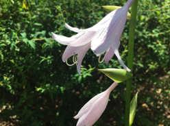 うす紫のベル型の花