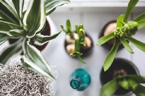 plants-925808_640.jpg