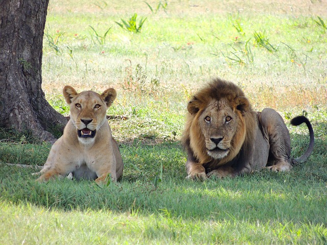 lions-175934_640.jpg