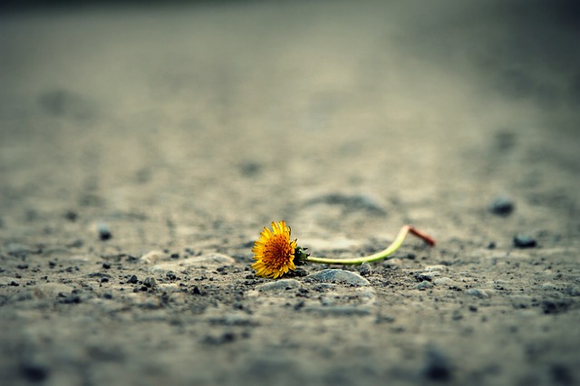 flower-1812470_640.jpg