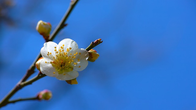 plum-949383_640.jpg
