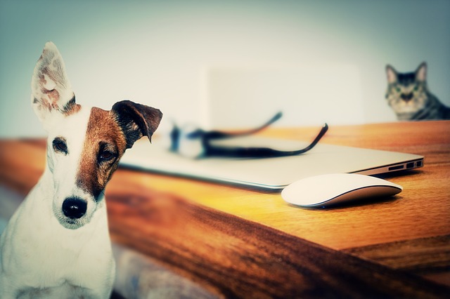 dog-624952_640.jpg
