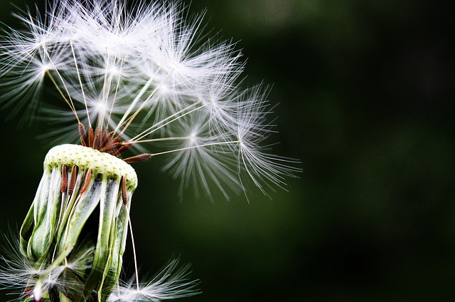 dandelion-1452219_640.jpg