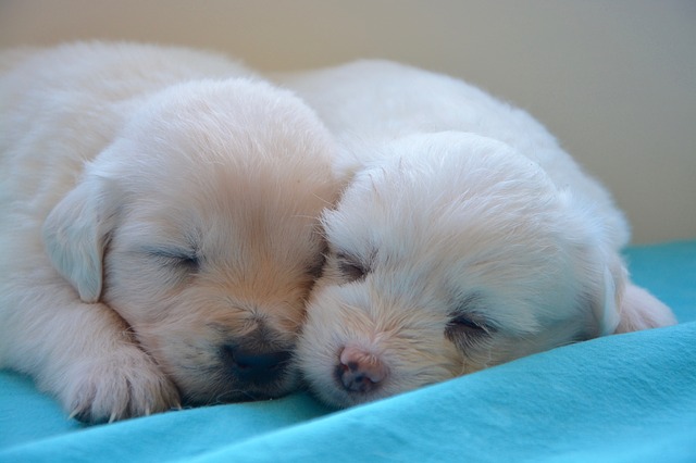 puppies-2646019_640.jpg