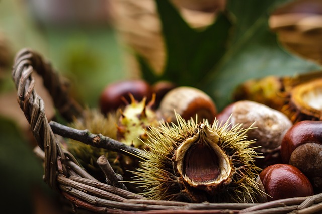 castanea-1812357_640.jpg