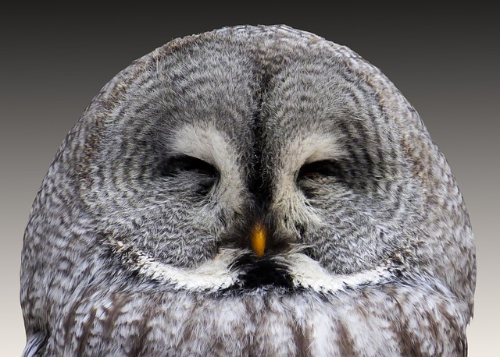 animal-483860_640.jpg