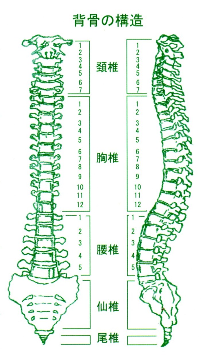 背骨