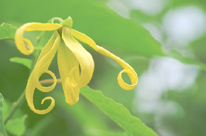 ylang-ylang.jpg