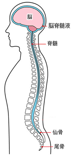 脳せき髄液