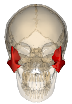頬骨