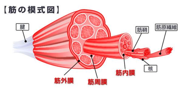 筋膜