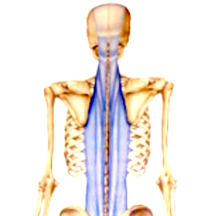 背中の筋膜.png