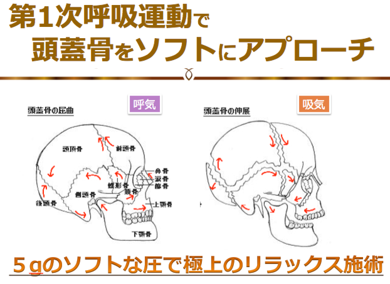 シンメトリー 呼吸運動.png