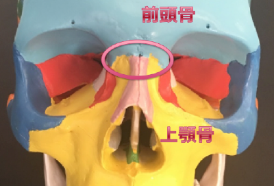 前頭骨と上顎骨.png