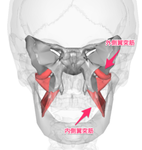 内側羽突筋.png