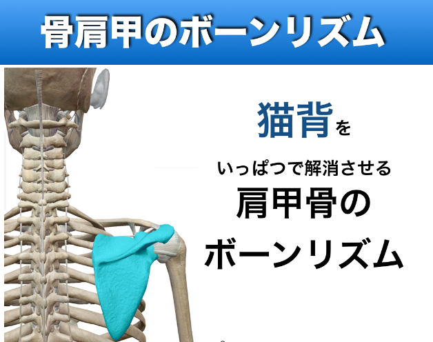 シンメトリーBody肩甲骨.png