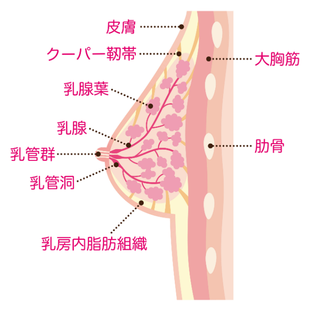 バストの断面図.jpeg