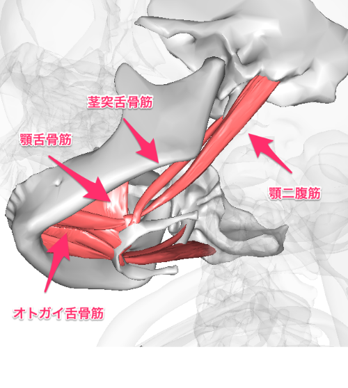 舌骨上筋名称.png