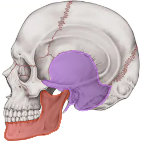 側頭骨と下顎.png