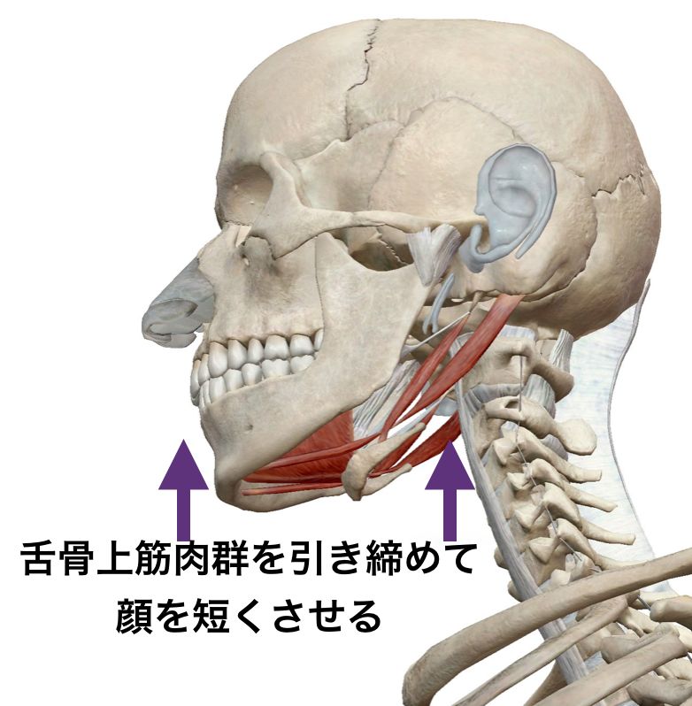 舌骨上筋から短くさせる.png