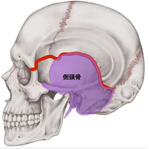 天蓋骨と側頭骨.png