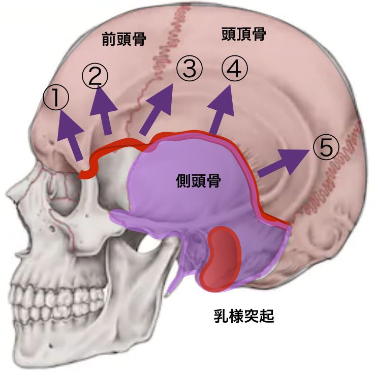 天蓋骨縫合の向き.png