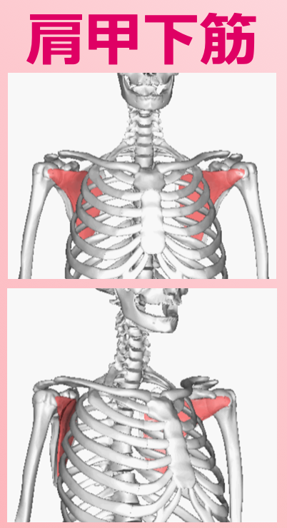 肩甲下筋2.png