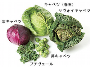 キャベツ①