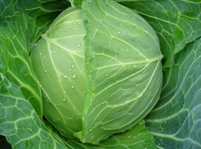 キャベツ②