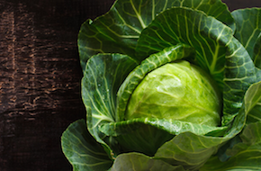 キャベツ④